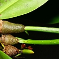Comparison between Ceriops australis and Ceriops tagal<br />Canon KDX (400D) + EFS60 F2.8 + SPEEDLITE 380EX